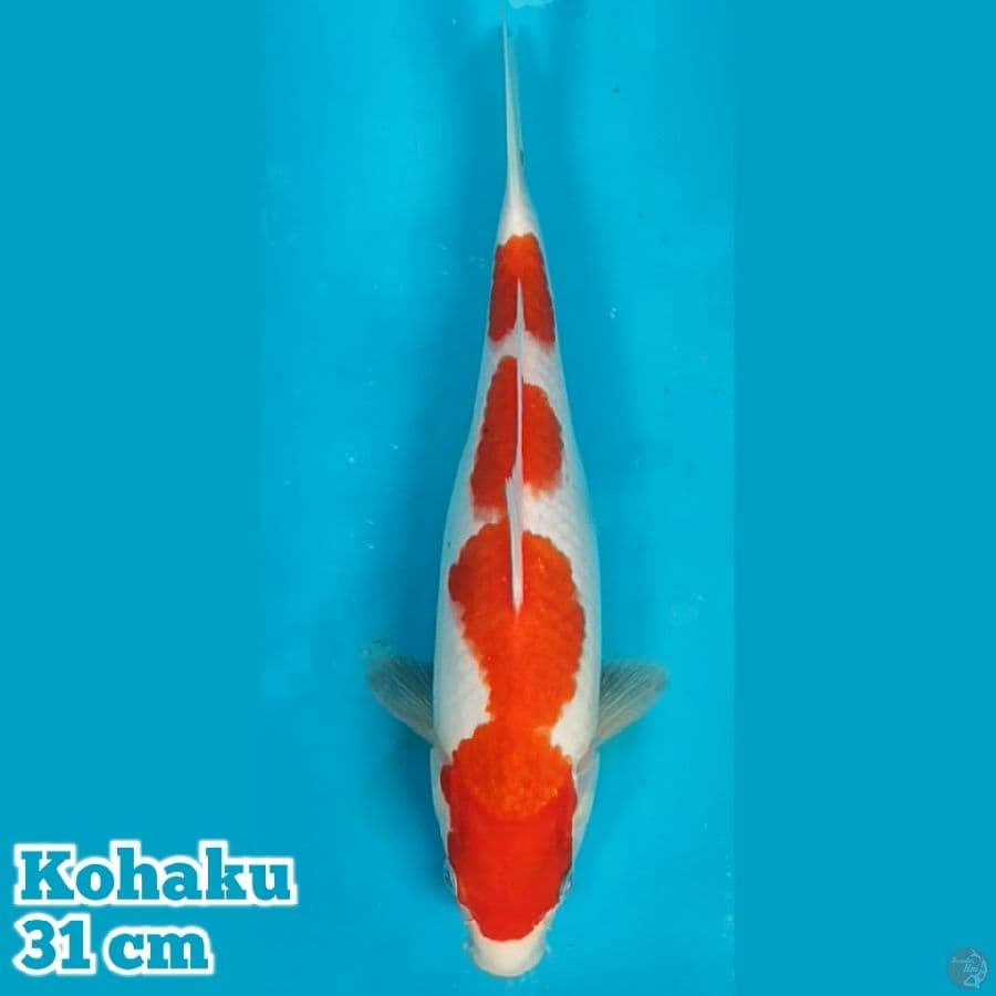 Kohaku 30 cm