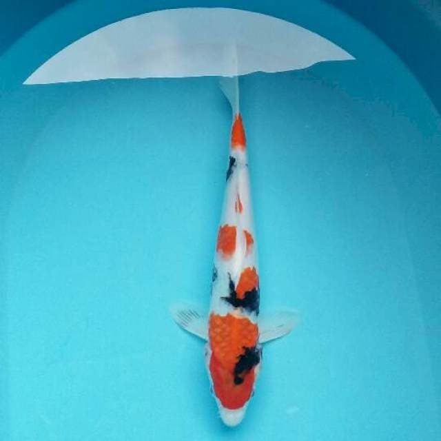 Showa 32 cm