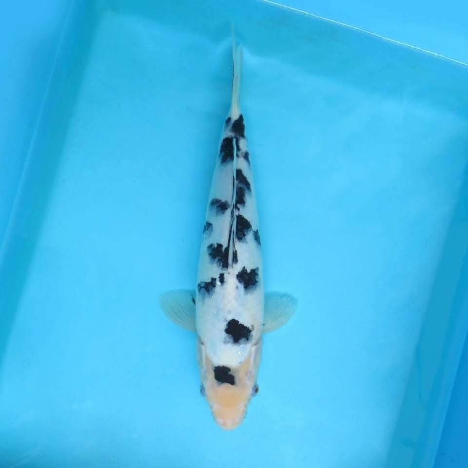 VII. DAMARKOI ( DALMATIAN - BEKKO )