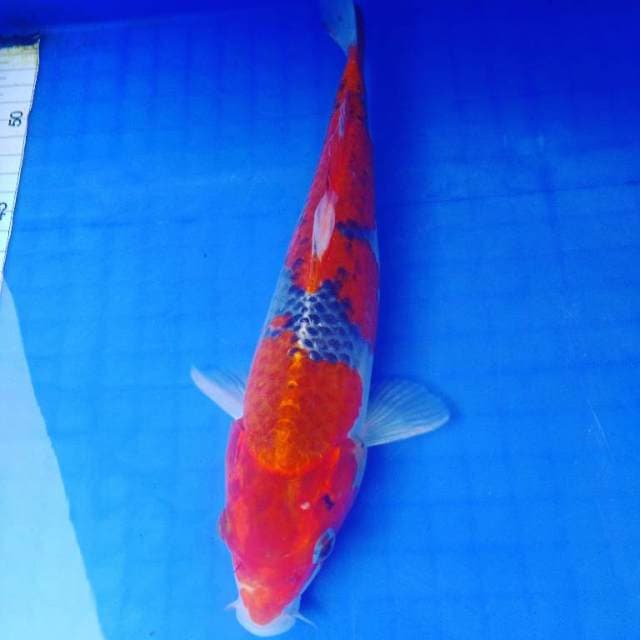 Goshiki 28cm