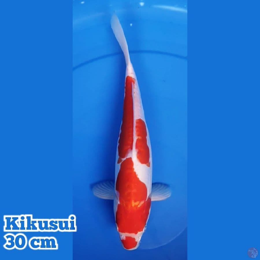 Kikushui 30 cm