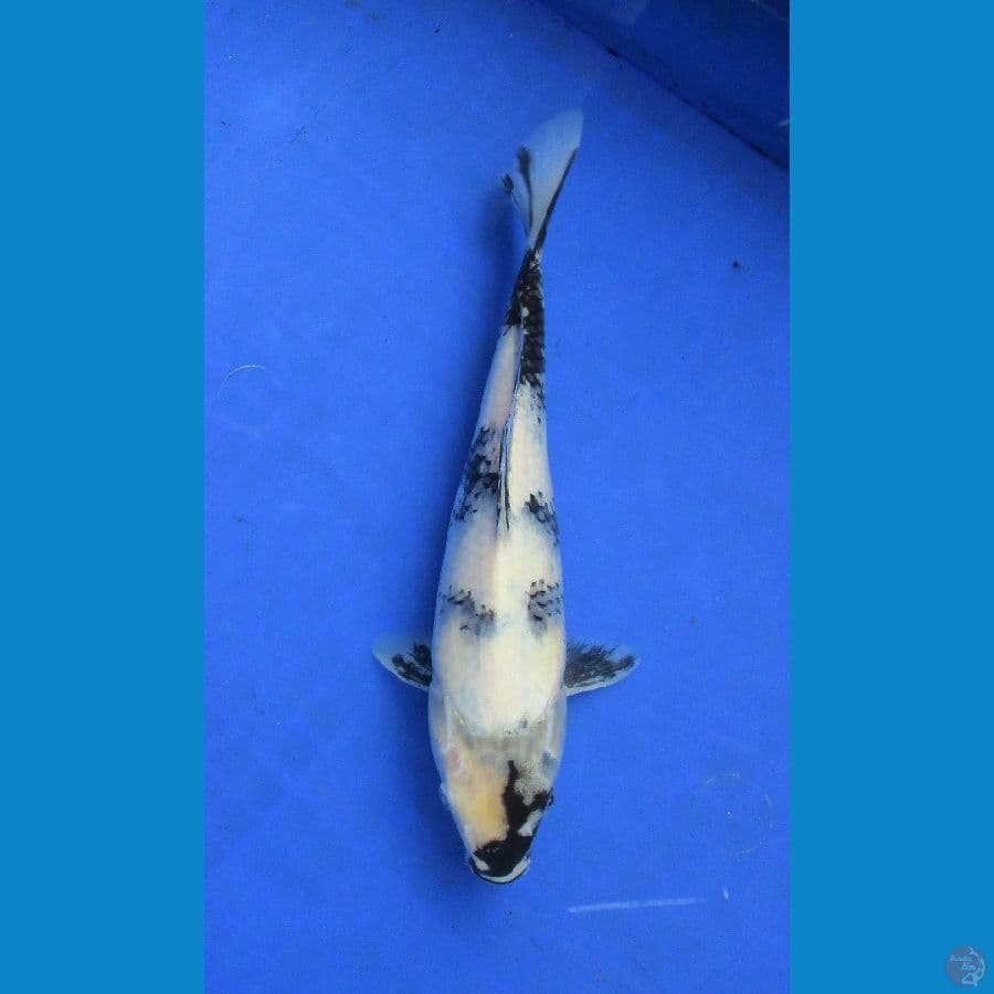 tategoi shiro ±25cm