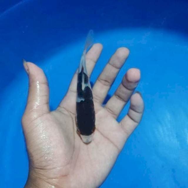 Spesial minion Budo Goromo 15bu