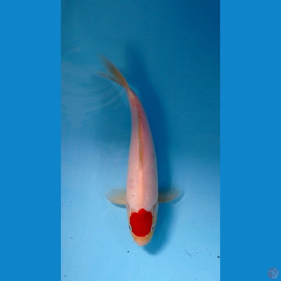 tancho 24cm