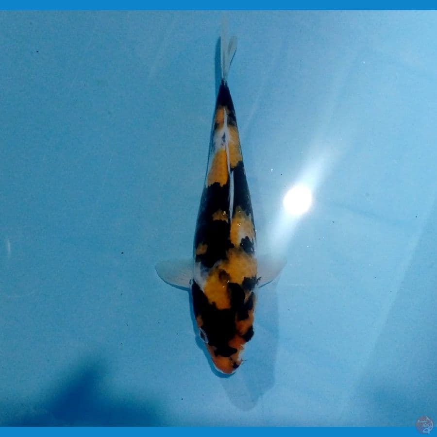 showa 22cm