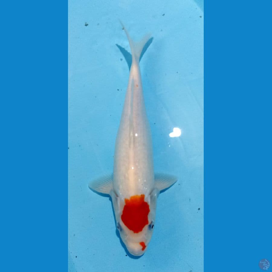 tancho kohaku