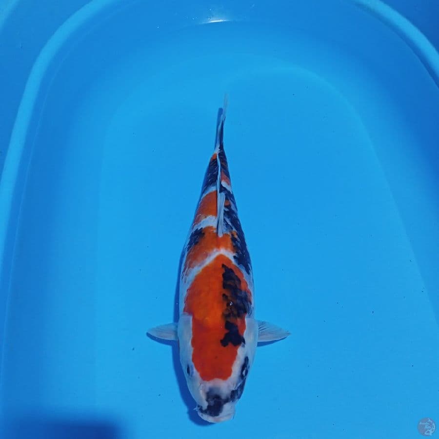 SHOWA SANSHOKU 41CM / FEMALE