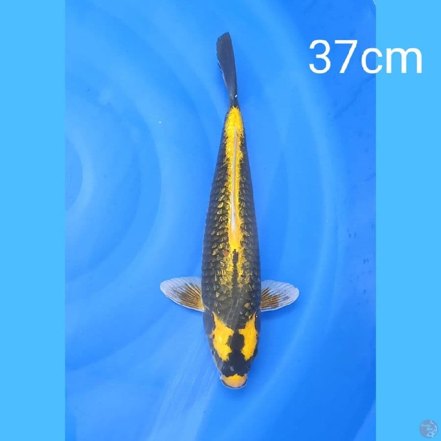 kabuto ginrin 37cm