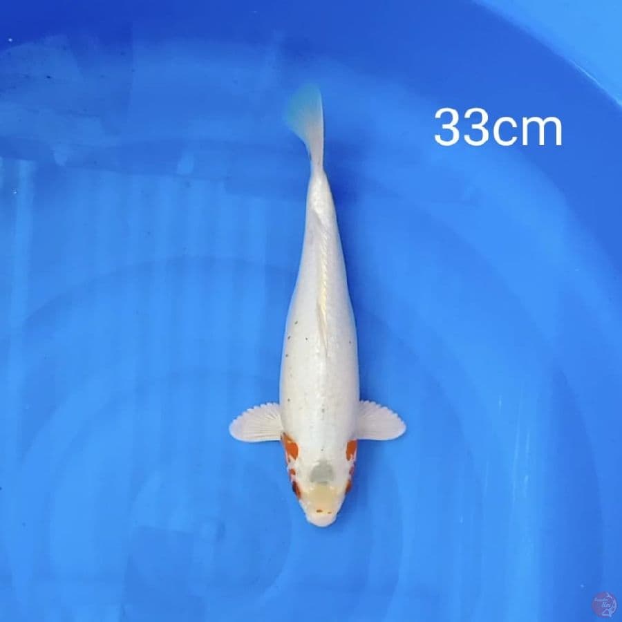snow asagi 33cm