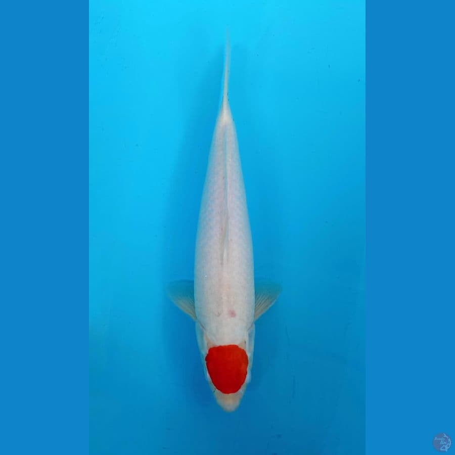 tancho 40cm