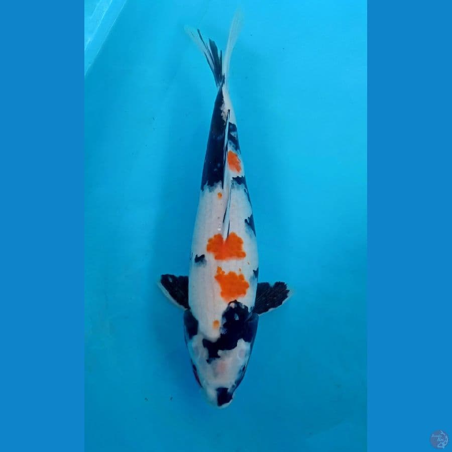 showa 40cm