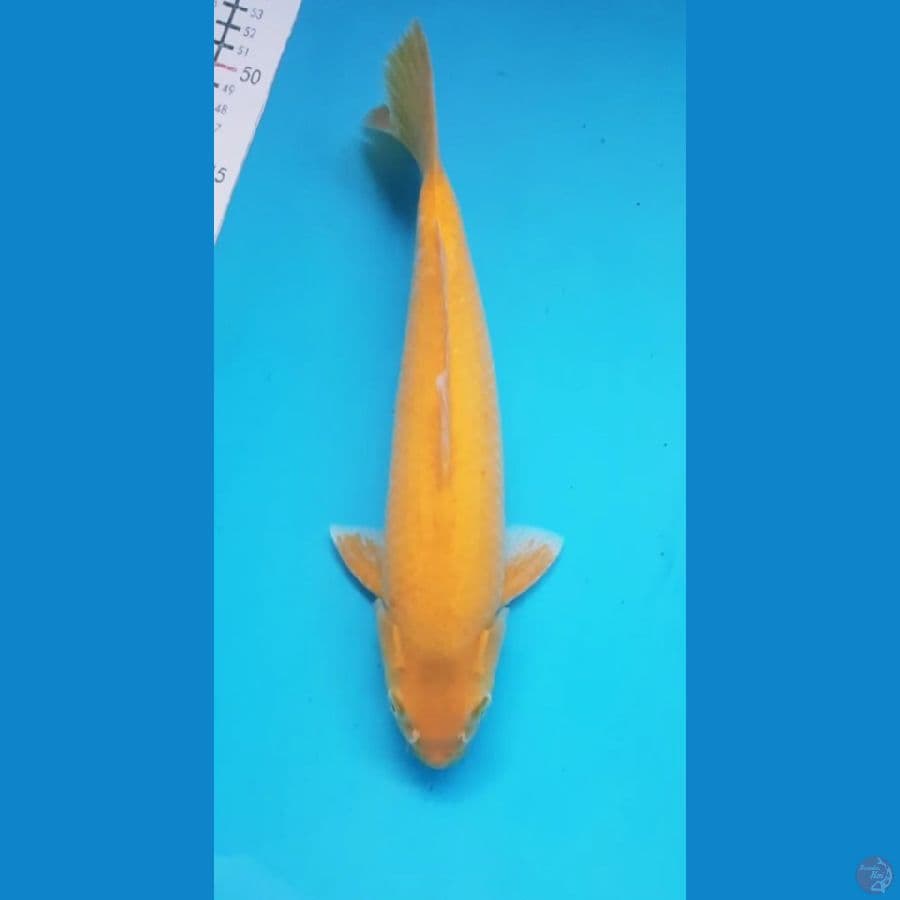 karashi lemon 30/Male
