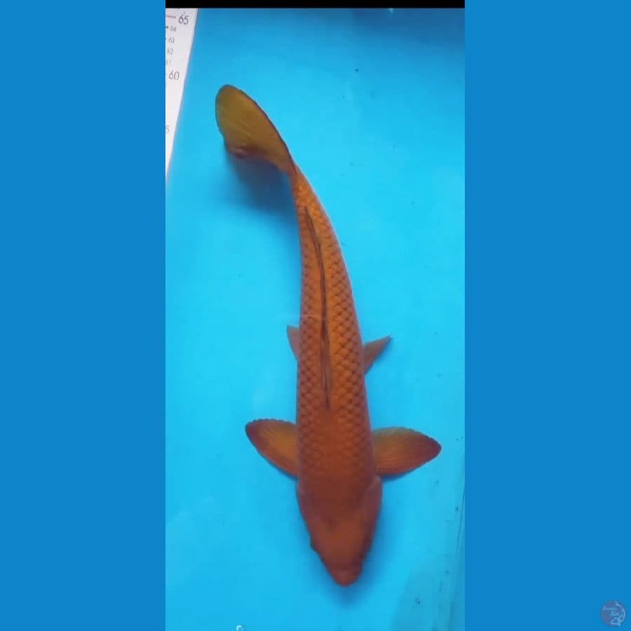 chagoi 46 cm jantan