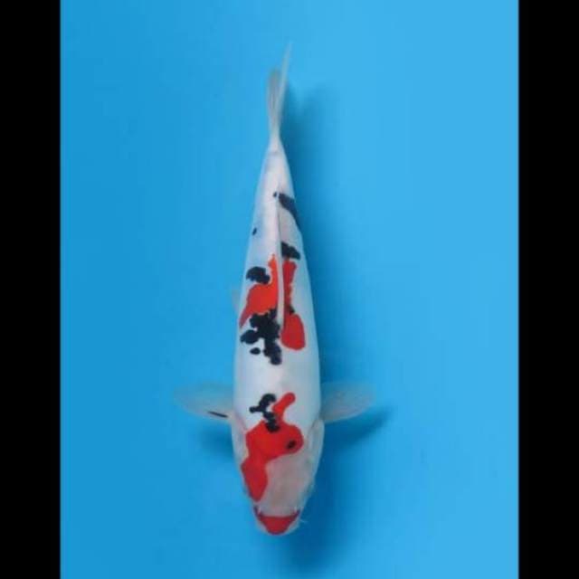 (26cm) MURNI SANKE DOITSU GOOD SKIN - TOSAI