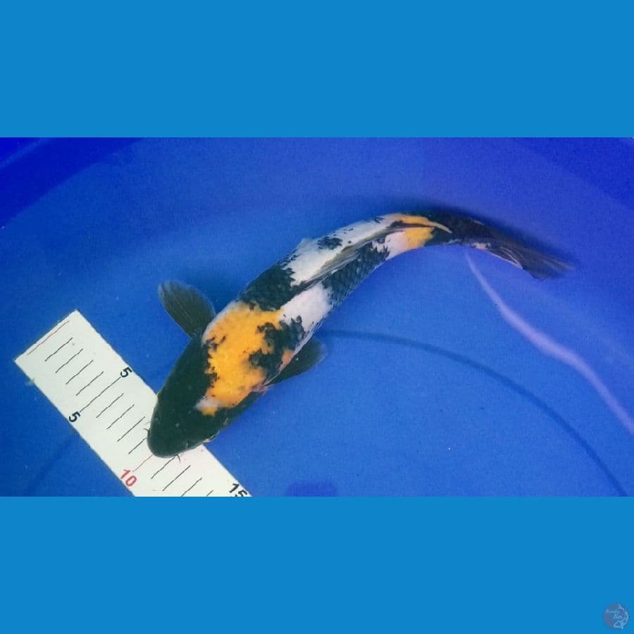 CANAYA KOI FARM -- SHOWA 28CM