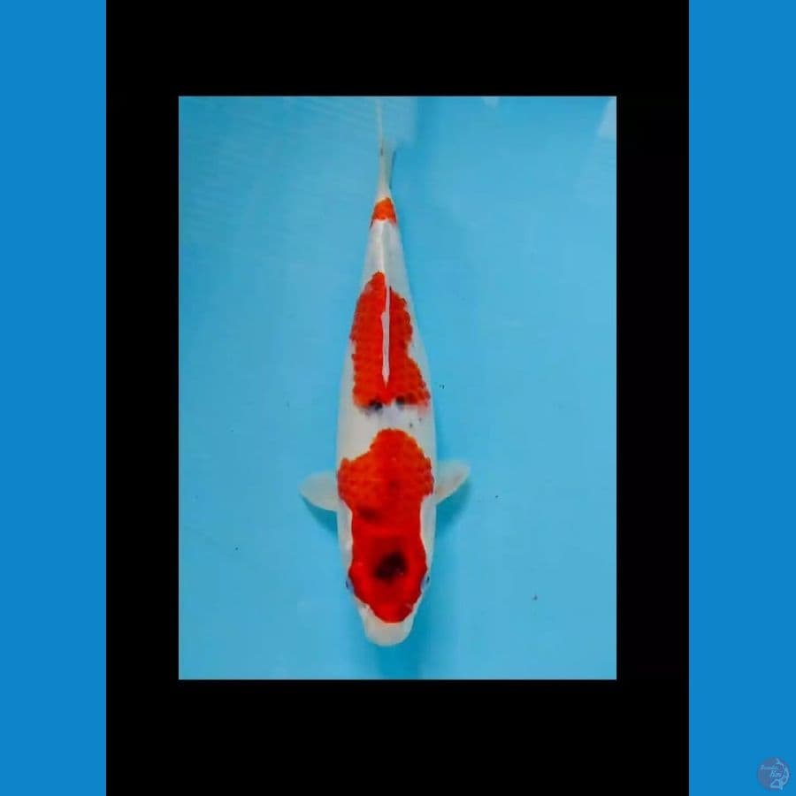 kawarimono 33cm