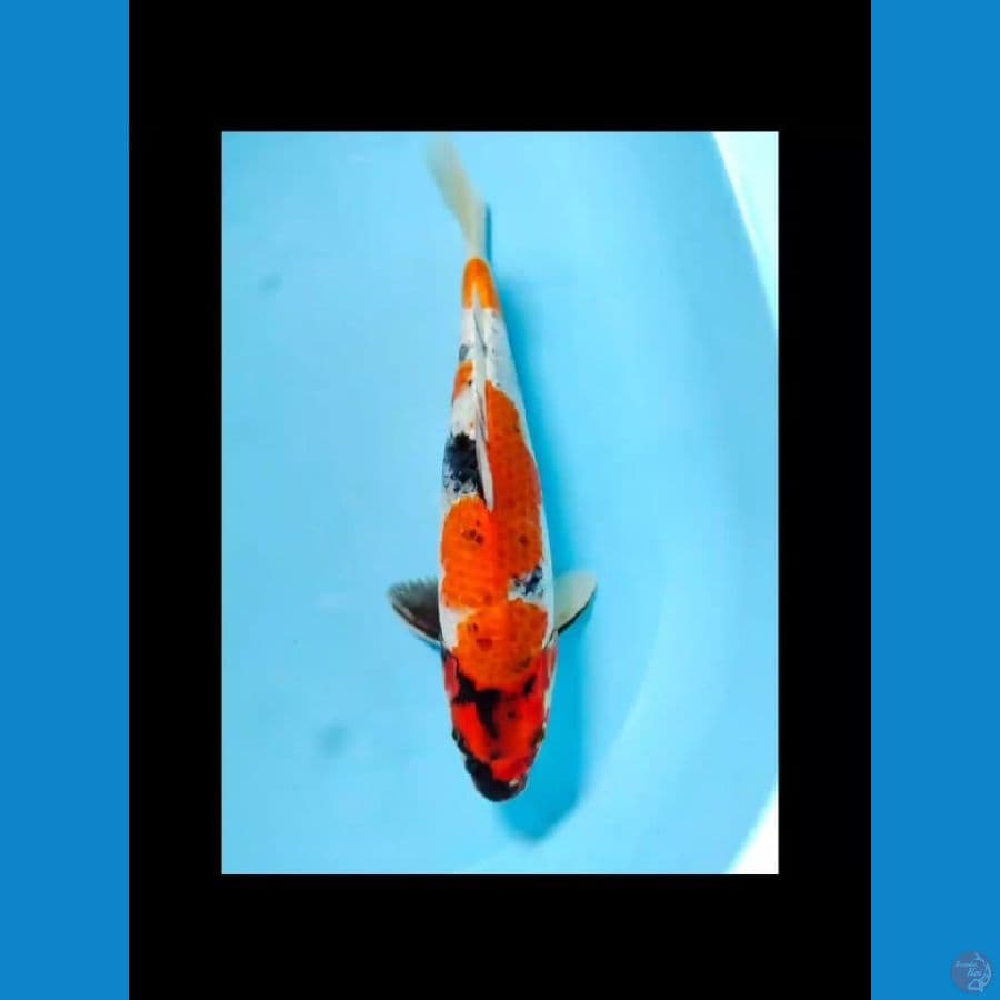 kin showa 35cm