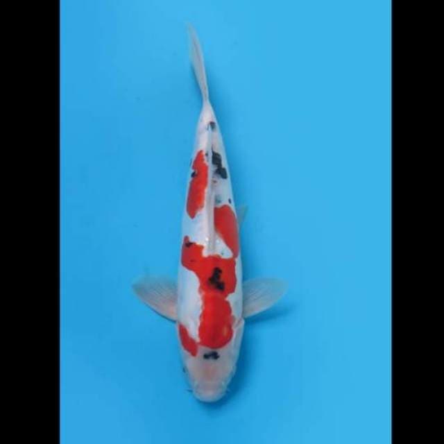 (28cm) SANKE DOITSU ORIGINAL POLA - TOSAI