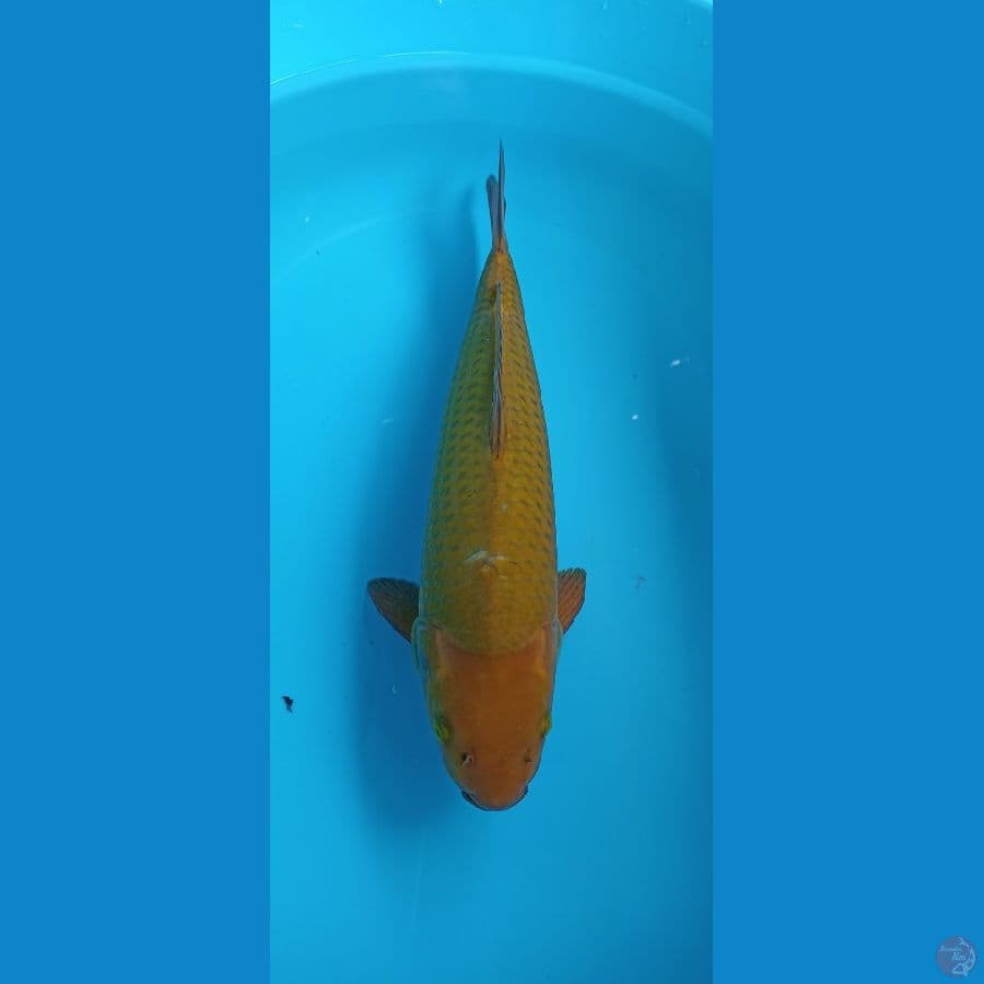 jumbo cagoi bulky 47cm