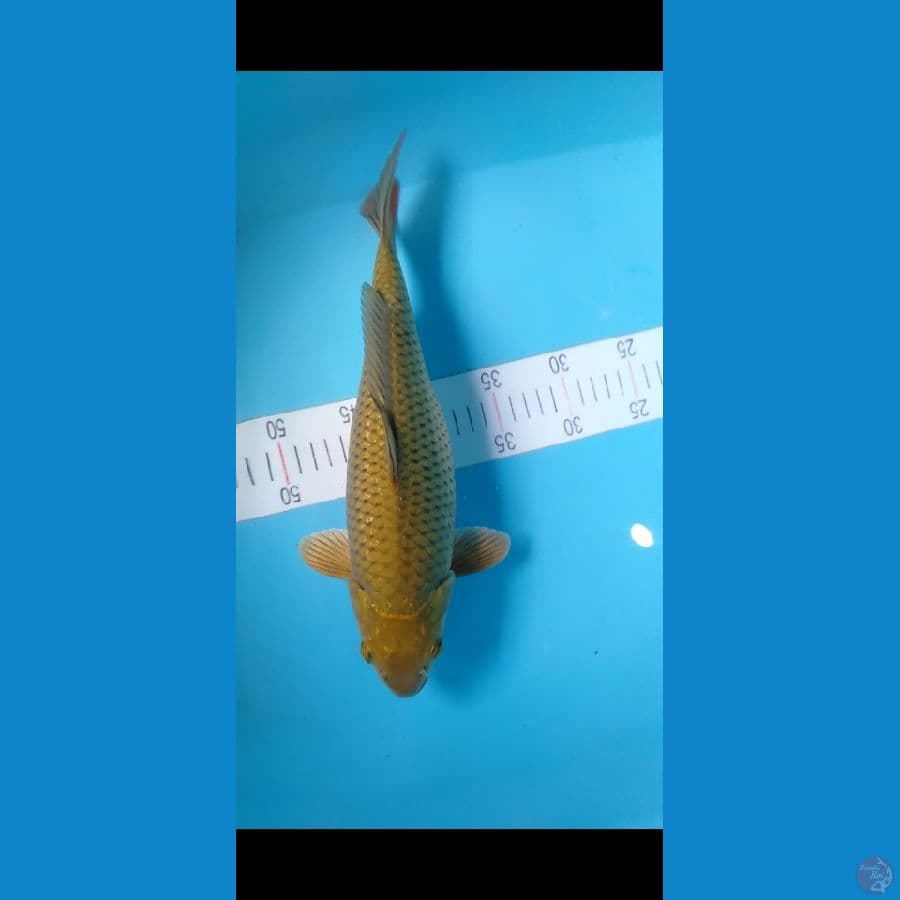 midori 35cm
