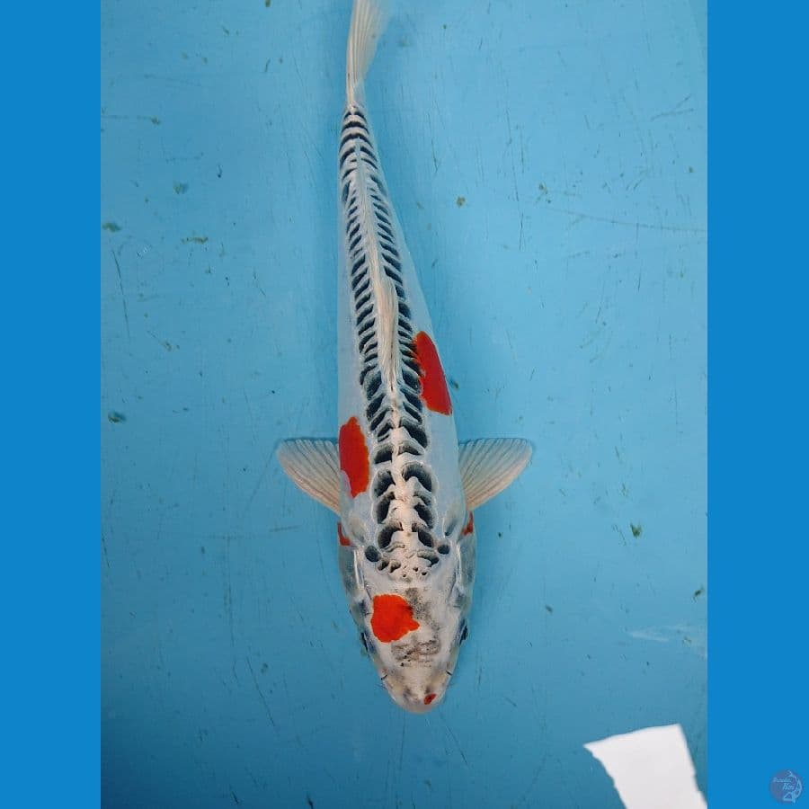 DOITSU KUJAKU 33 cm