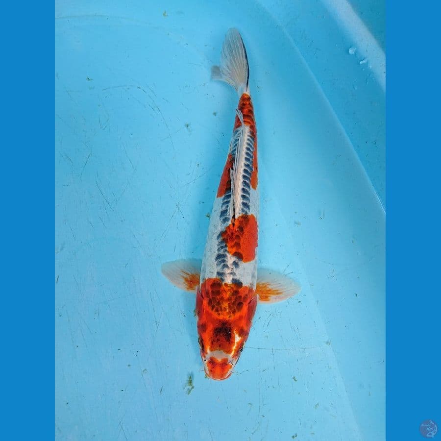 DOITSU KUJAKU 34 cm
