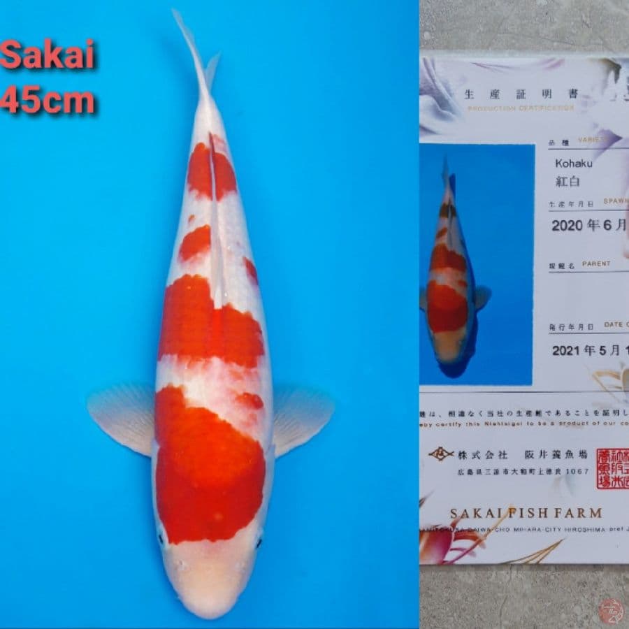 SAKAI KOHAKU 45CM STRONG SERTIFIKAT