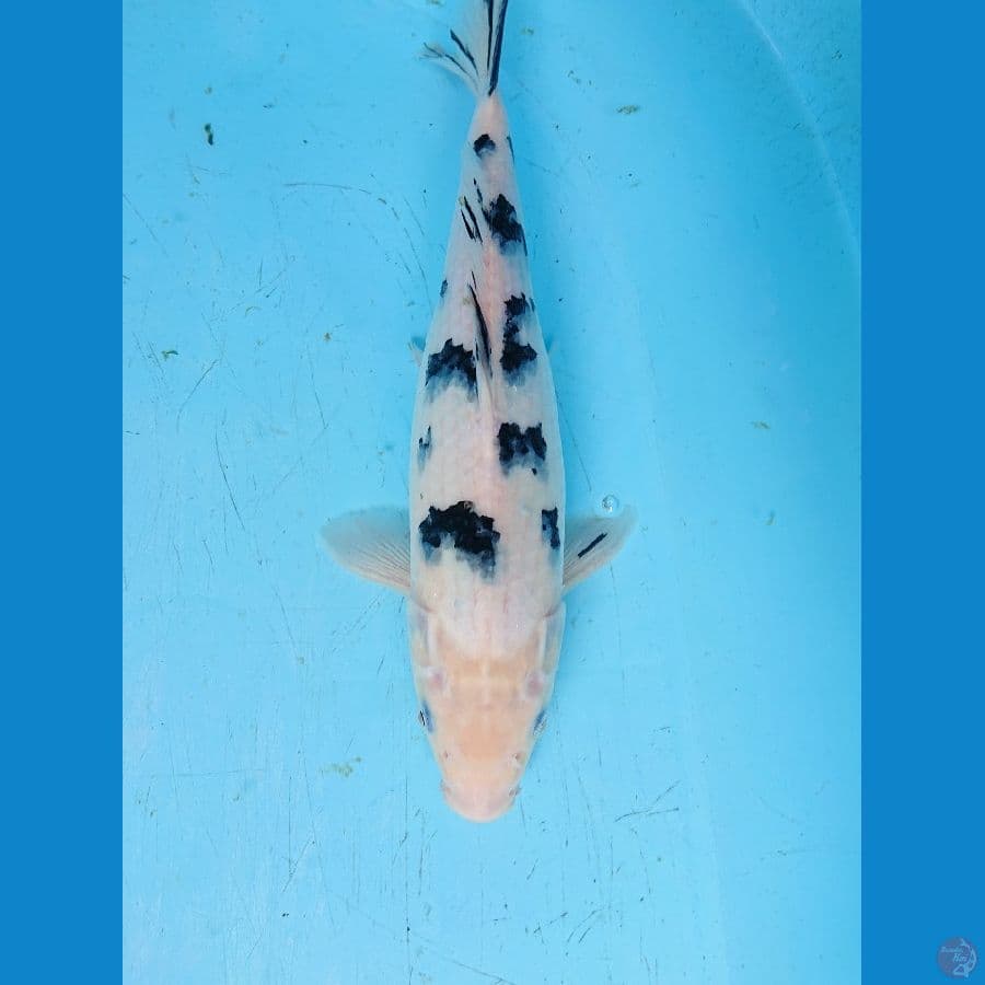 BEKKO 32 cm