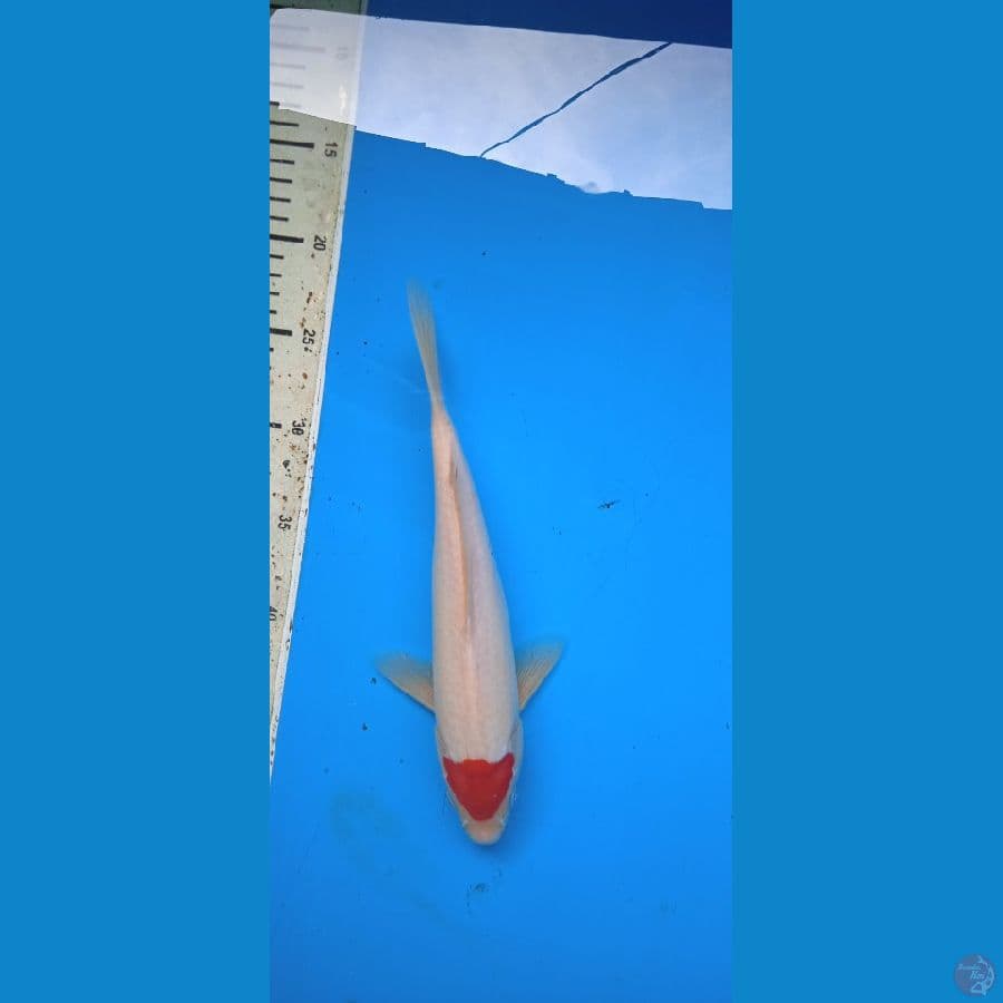 tancho 28 cm