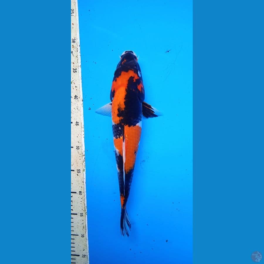 showa 34 cm