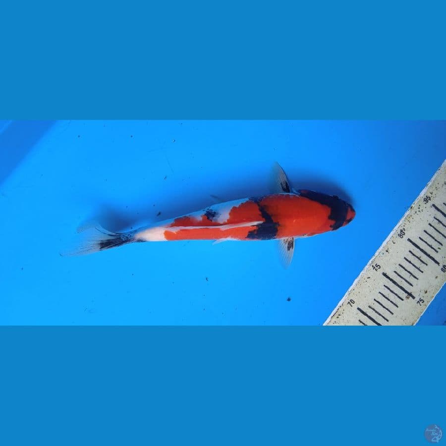 showa 31 cm