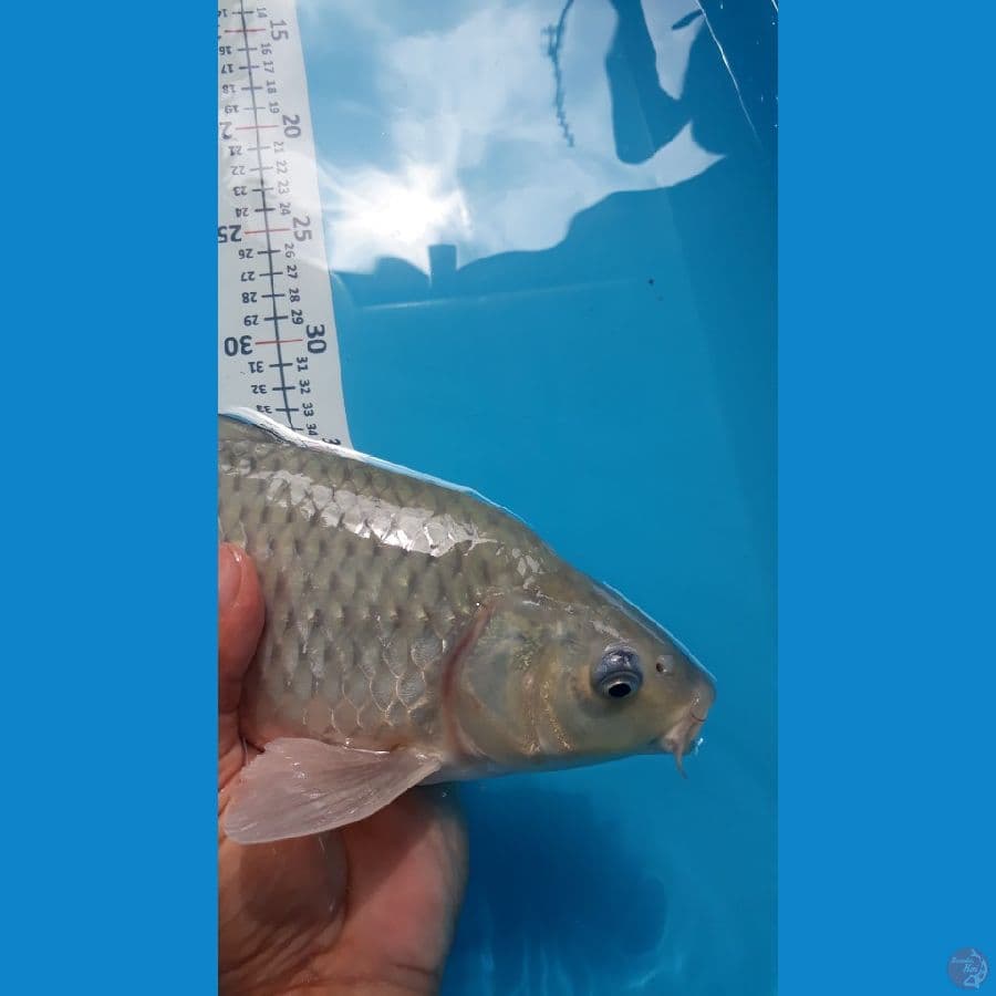 Soragoi/jantan/35cm