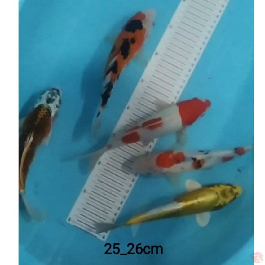 5 ekr mix koi