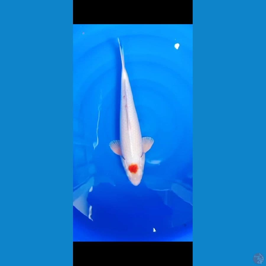Tanco Kujaku size 41 cm