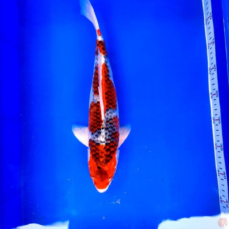 Gosiki 35Cm Famale