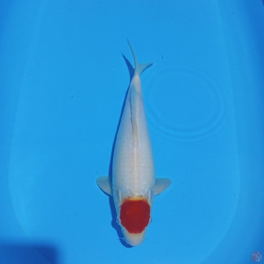 TANCHO KOHAKU 34CM