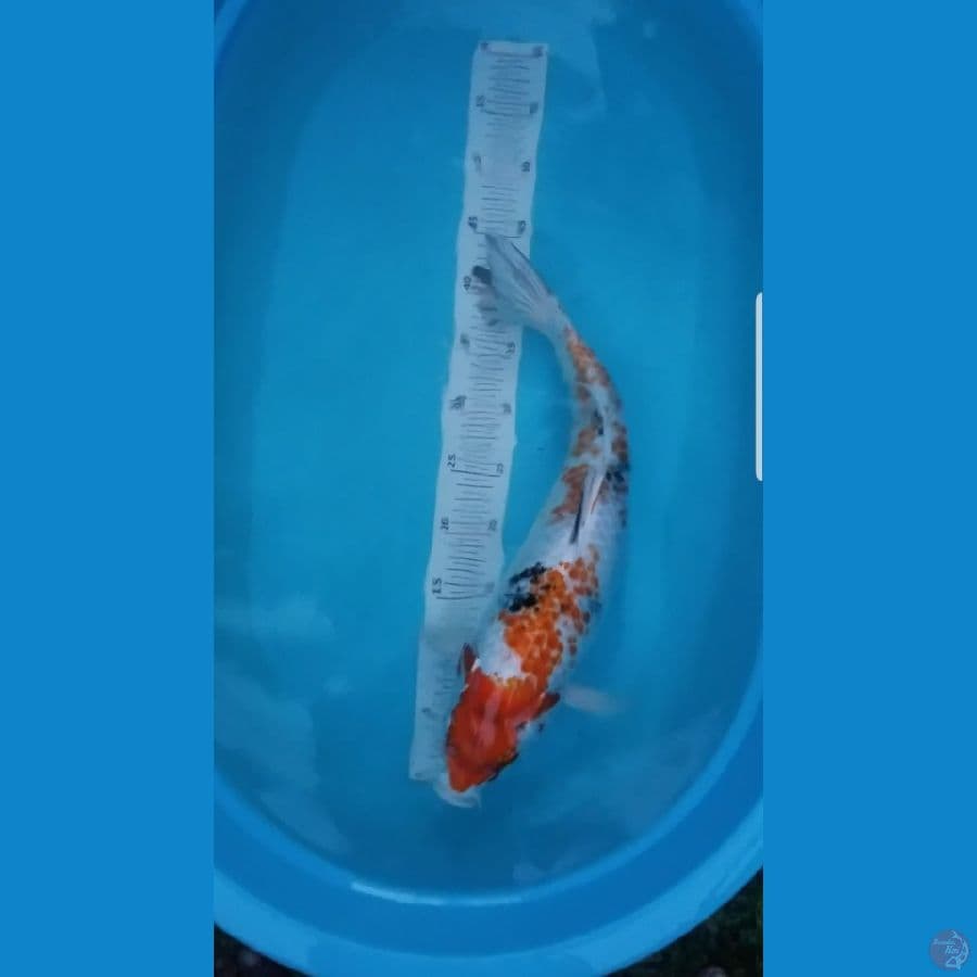 super antik..kin ki sanke kanoko 47 cm