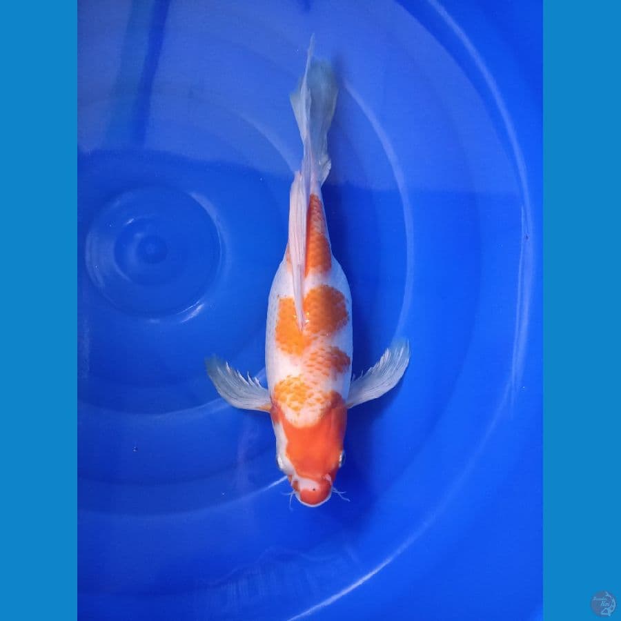 Kumpay Short Body - 35cm