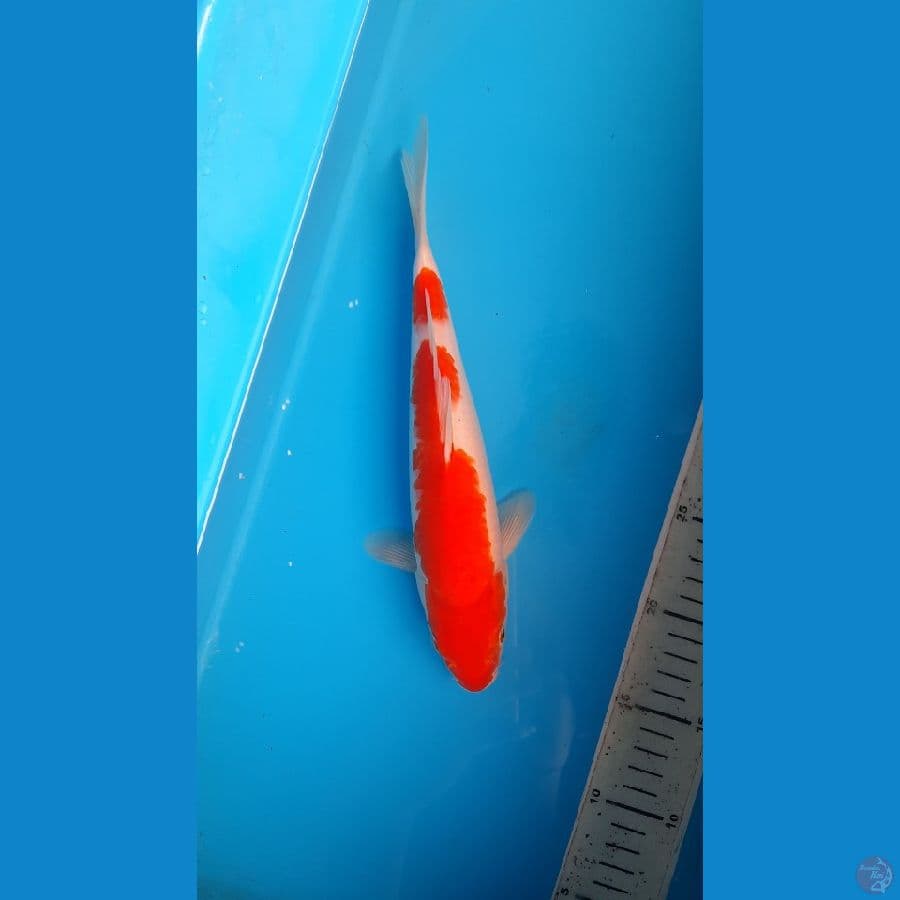 kohaku 28cm