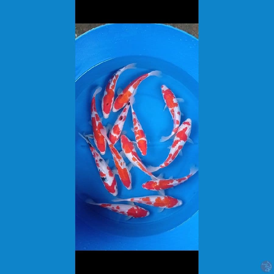 sk mix