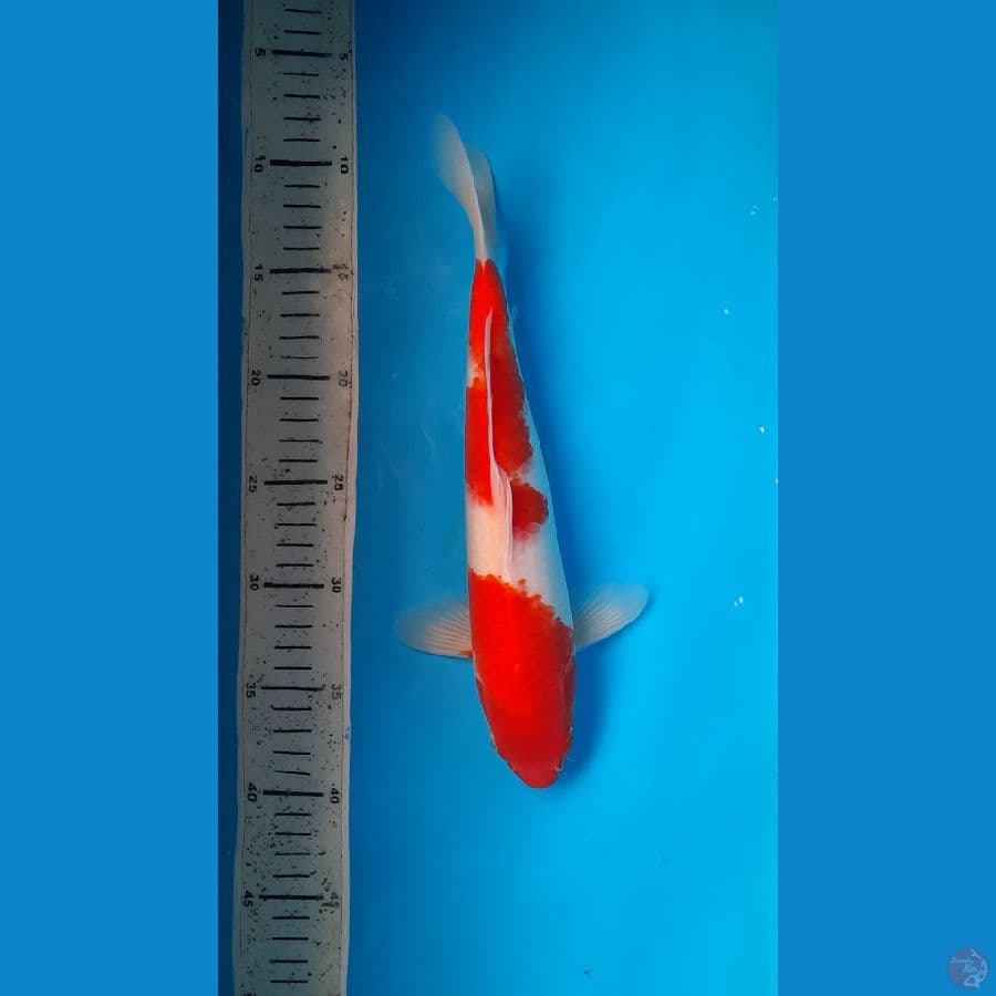 kohaku 30cm