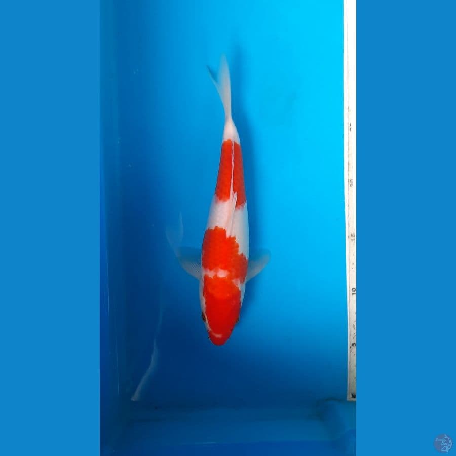 kohaku 25cm