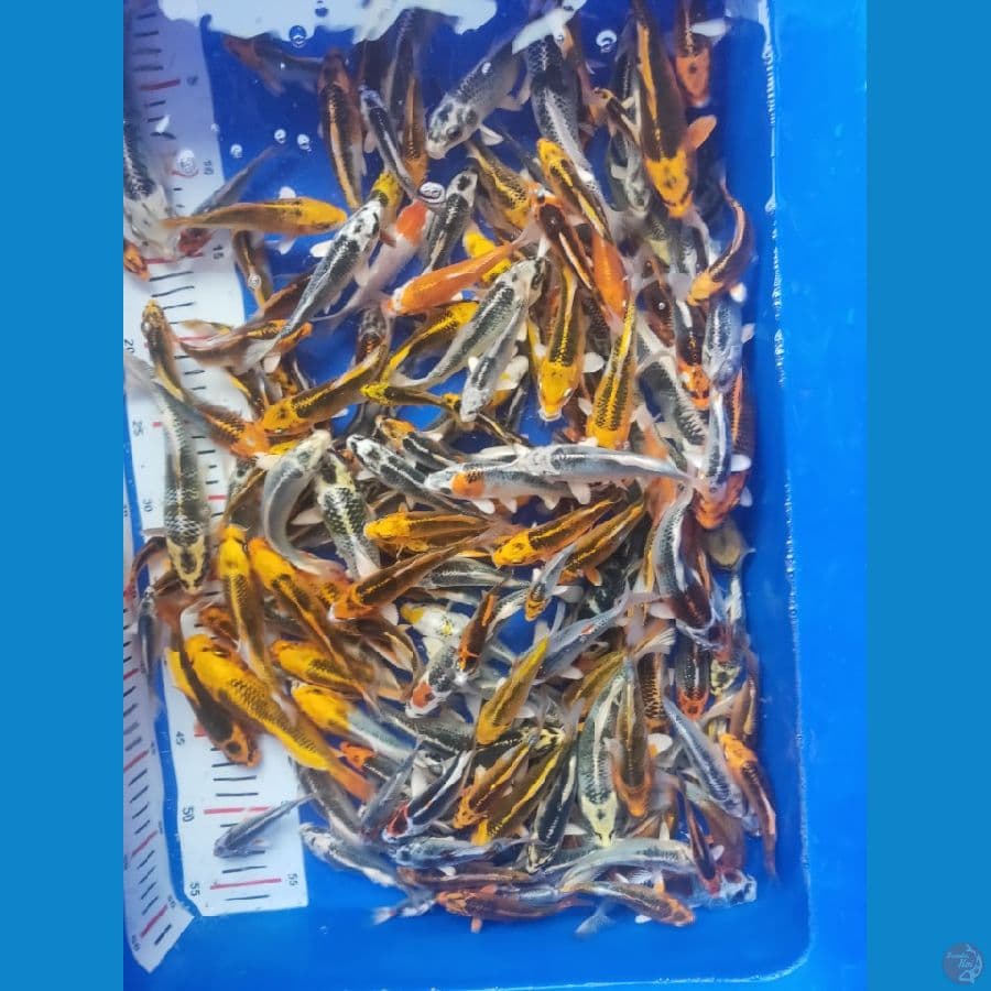 mix koi size 10-15cm 140ekor