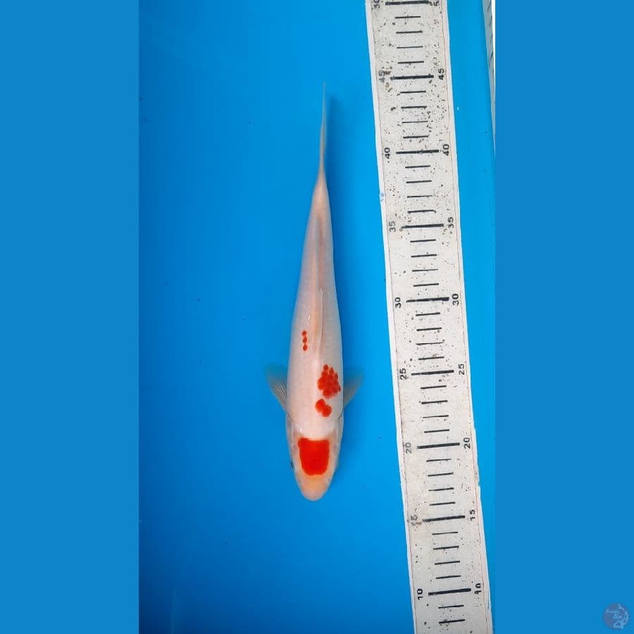 t kohaku 26cm