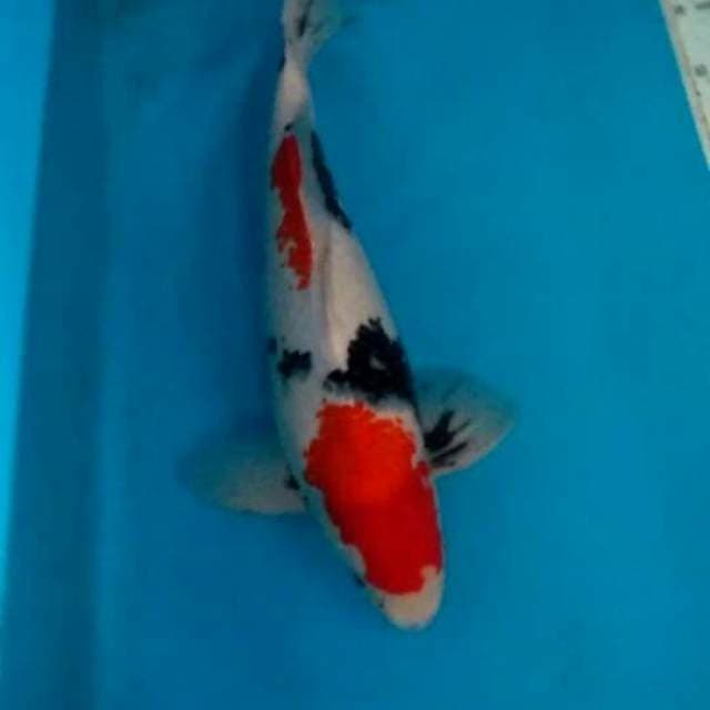 SHOWA, MALE, 45 cm
