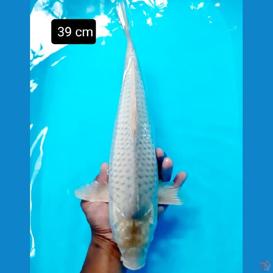 soragoi 39 cm