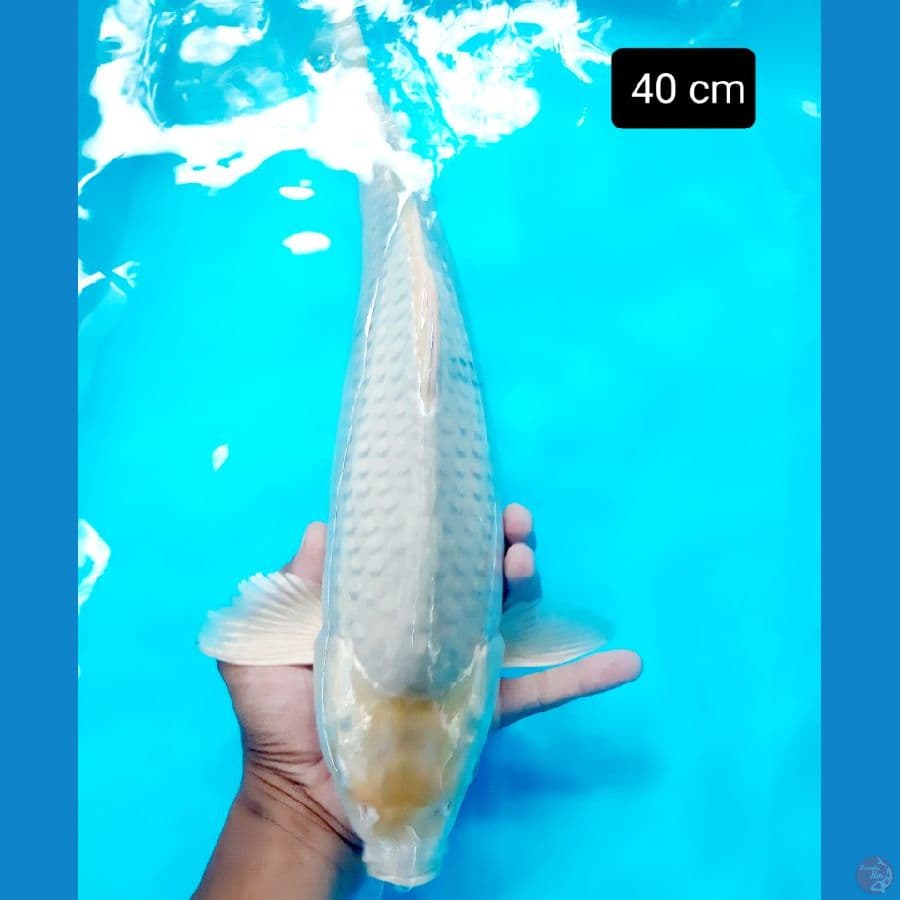 soragoi 40 cm