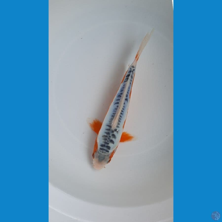 shusui 23cm