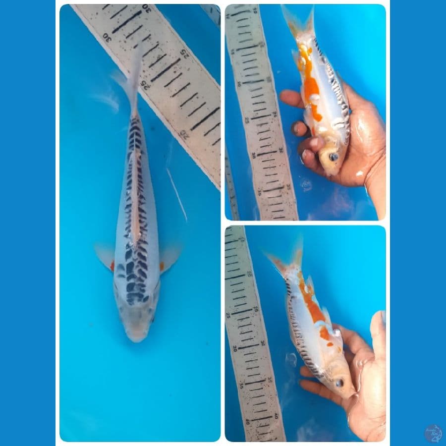 shusui 22cm