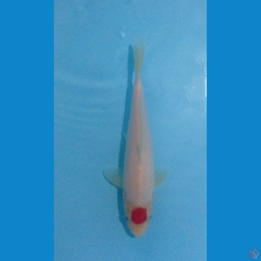 tancho 22cm